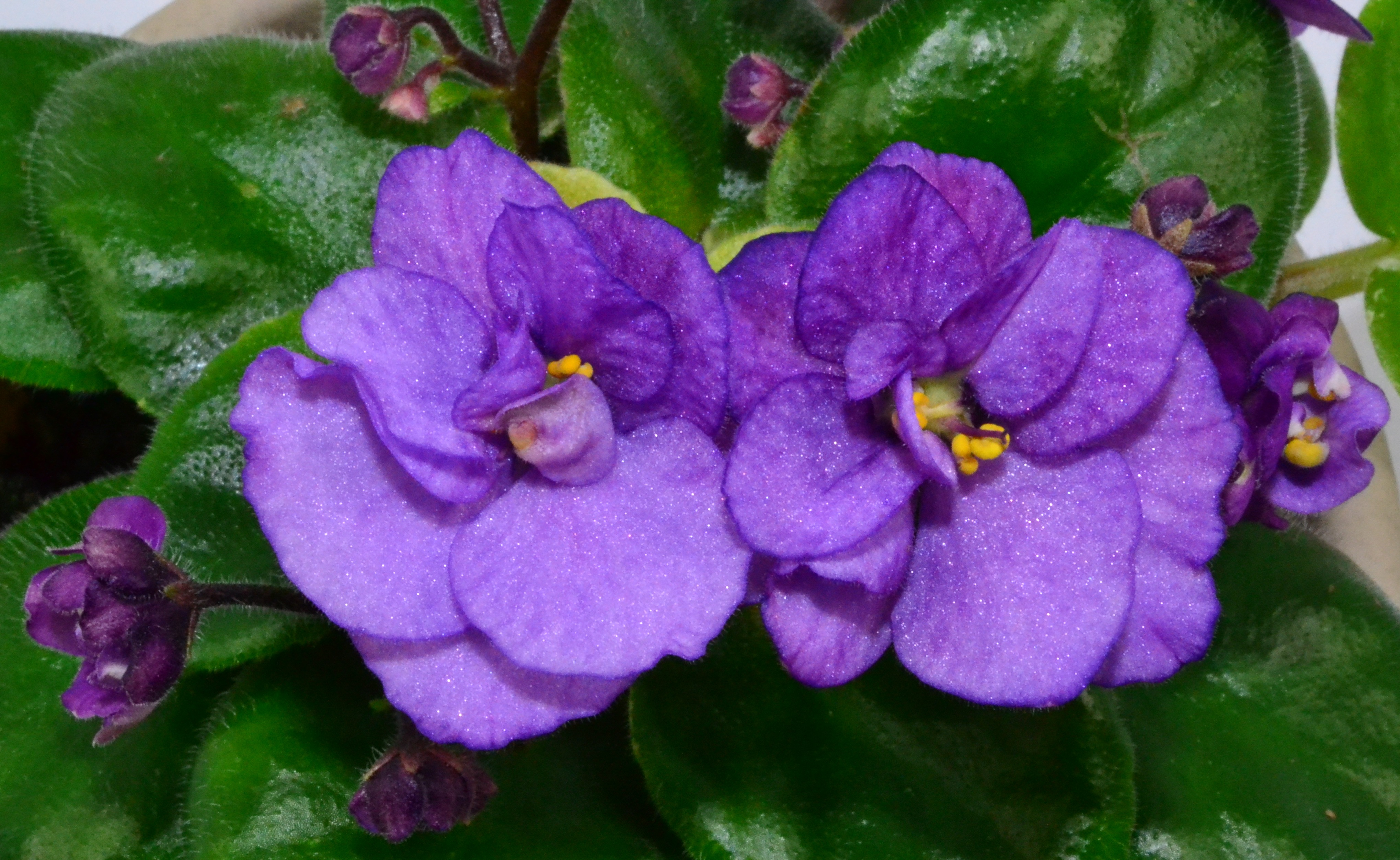 clipart african violets - photo #34