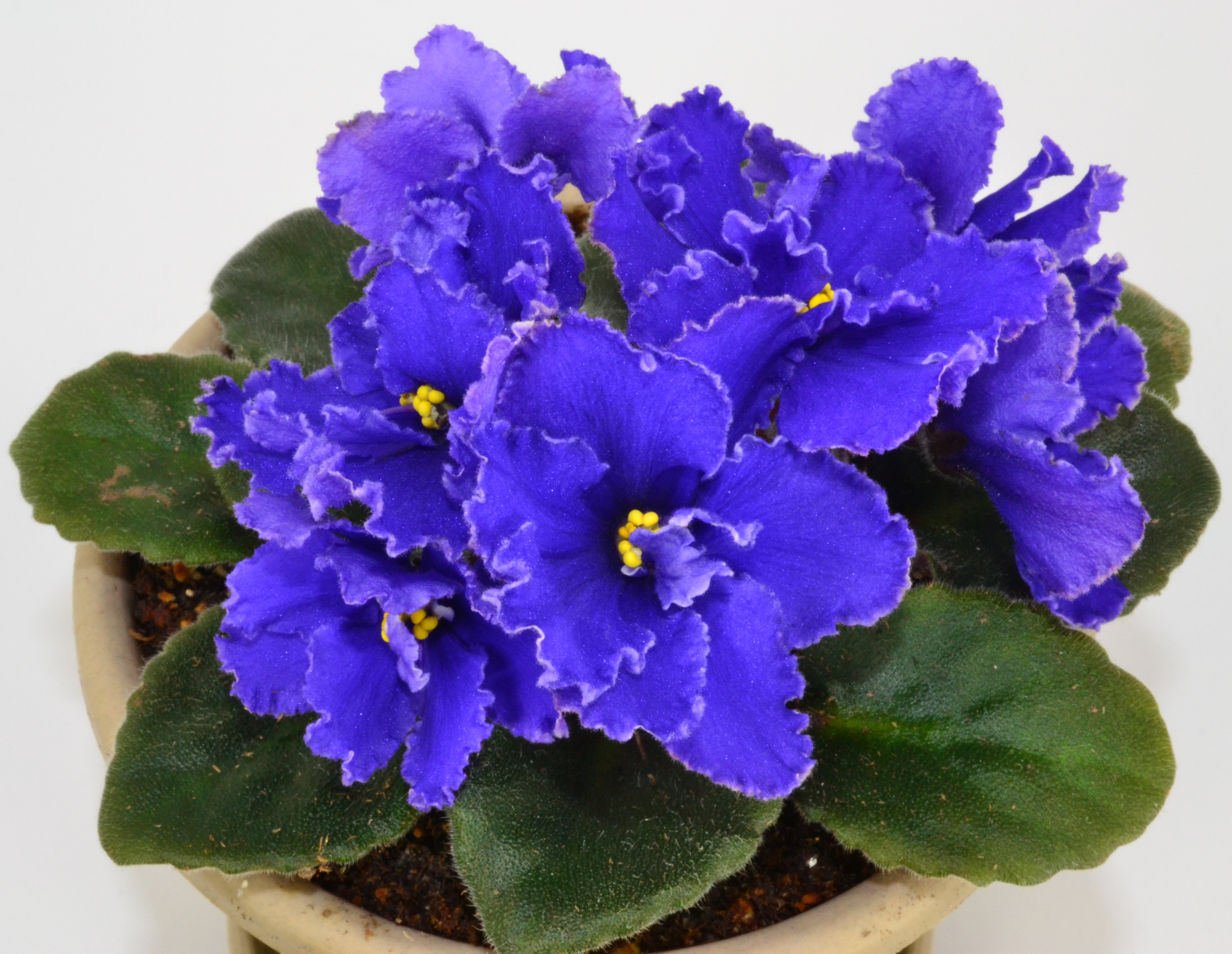 clipart african violets - photo #39