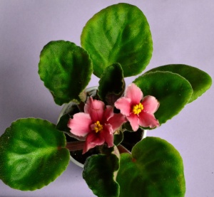 This is standard, large variety known as Coral Sunset. The leaves are dark green, cream, tan and pink in color with variegation. They have a red back and are plain, scalloped in shape. The flowers are a beautiful coral in color. They are pansy shaped and semi-double in type. The plant was hybridized by D. Ness in 1995.
