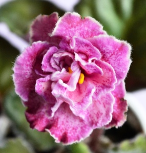 This is standard variety known as Hearts Aflutter. The leaves are medium green in color with a serrated edge and quilted in shape. The flowers are light mauve pink in color with violet red markings and a soft pink pencil edge. The flowers are pansy shaped and double in type. The plant was hybridized by P. Sorano in 2010.