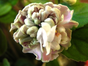Pink Mint african violet flower