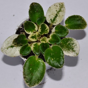 Cajuns Lil Joy: This is a semi miniature African violet plant hybridized by Belinda Thibodeaux. The flowers are Semidouble in type. The flowers are pink in color and pansy shaped with rose mottling. The leaves are Variegated medium green, cream and pink in color. They are plain in shape. 